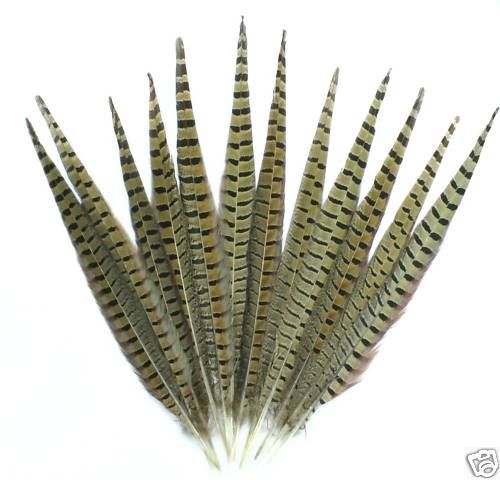 English Ringneck Pheasant Tails 6-28"