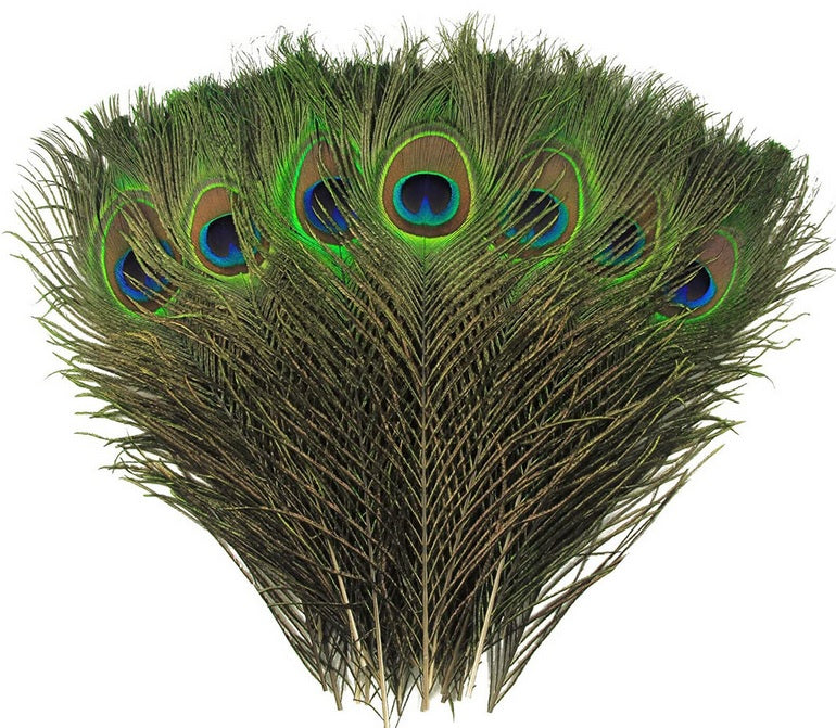 Peacock Tails 10-12"
