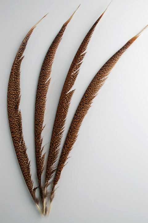 Golden Pheasant Tails Centers 20-30"