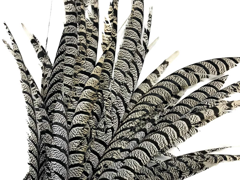 Lady Amherst Pheasant Tails Centers 30-40"