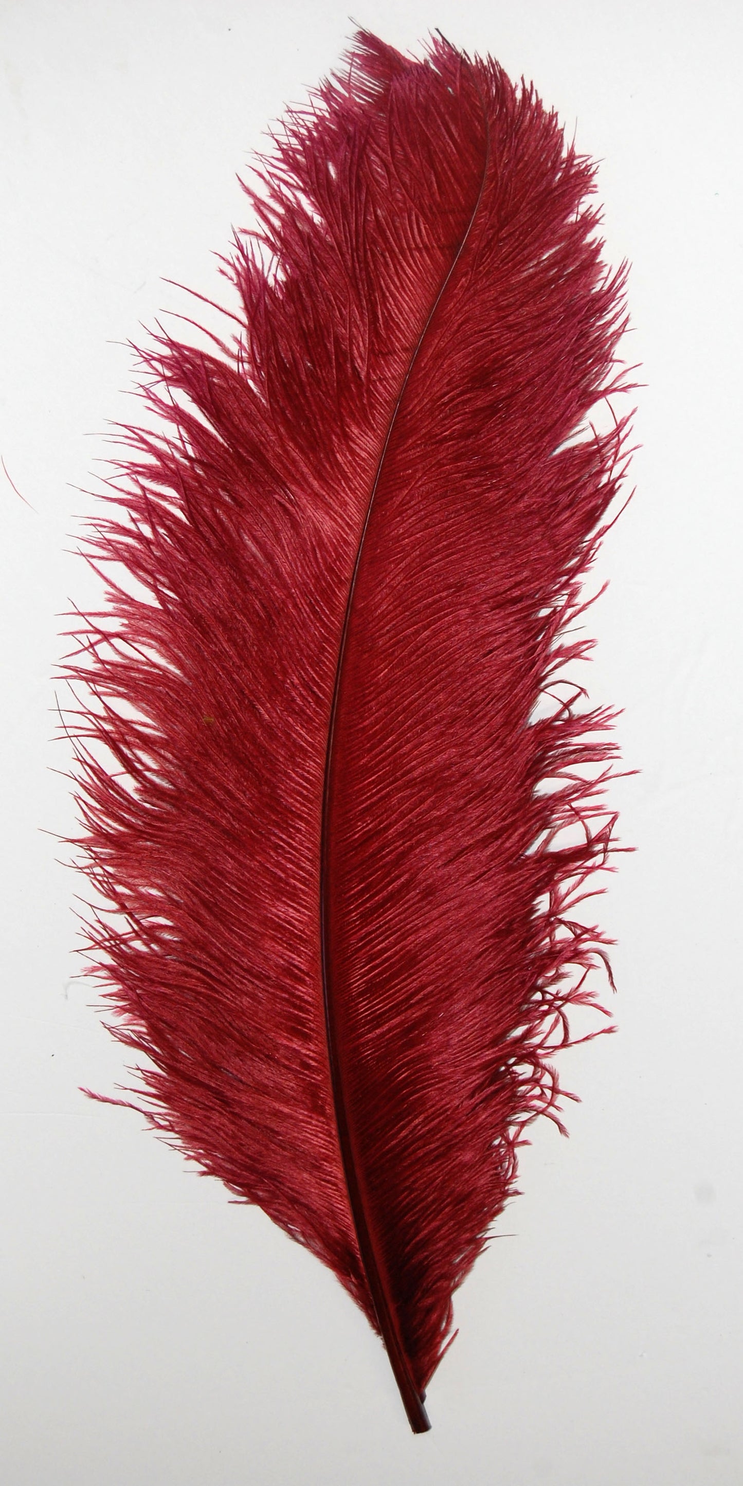 Ostrich Plumes 8-18"