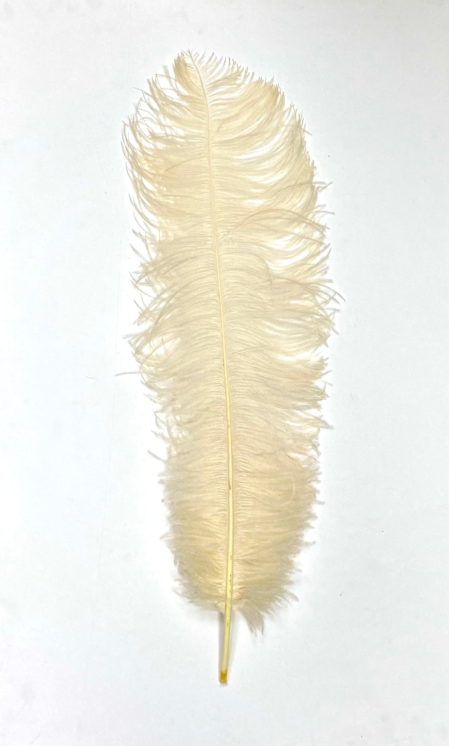 Ostrich Plumes 18"-23"