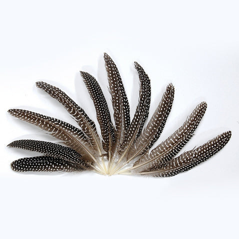 Guinea Quills