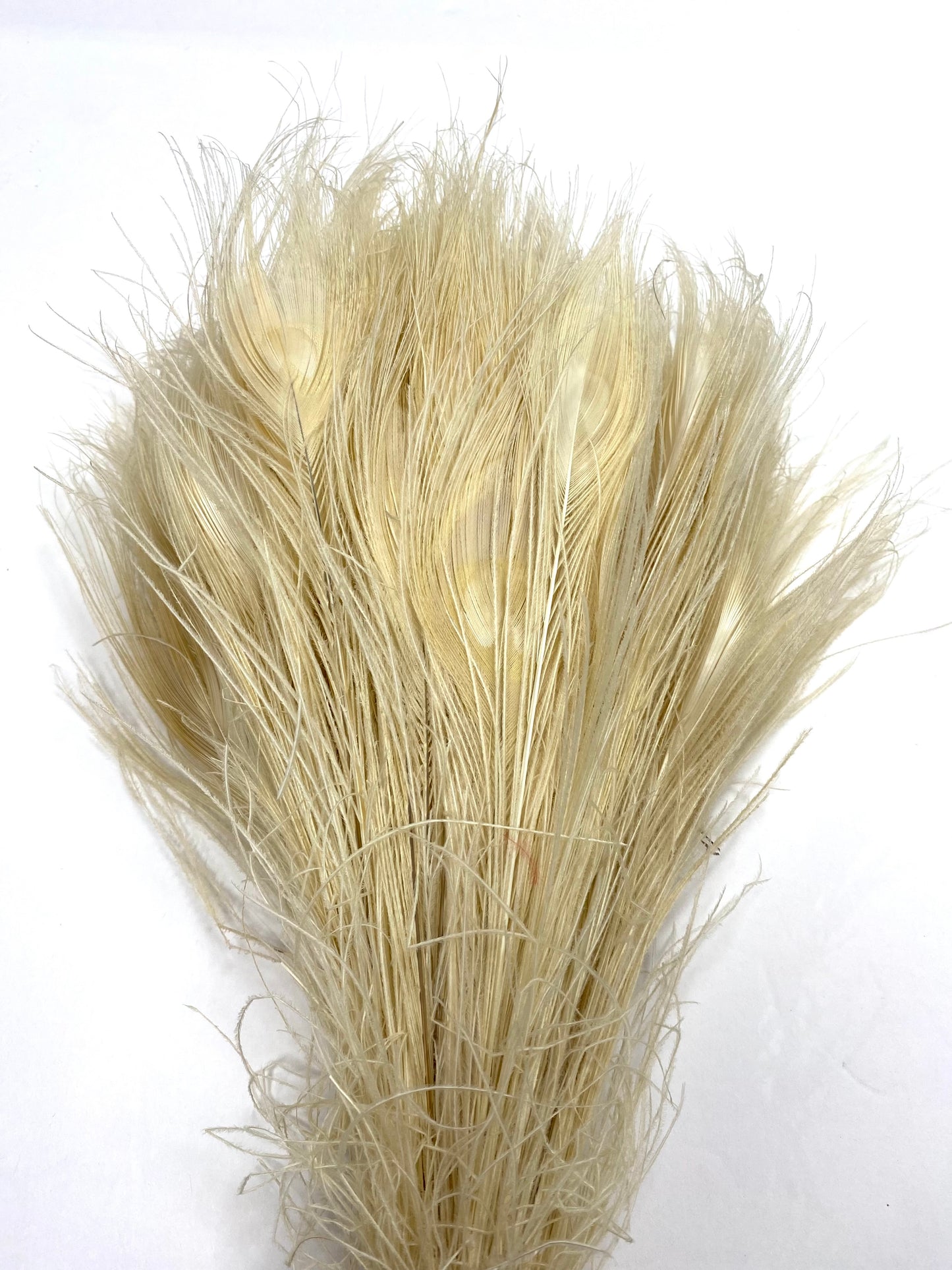 Peacock Tails Bleached White 10-12"