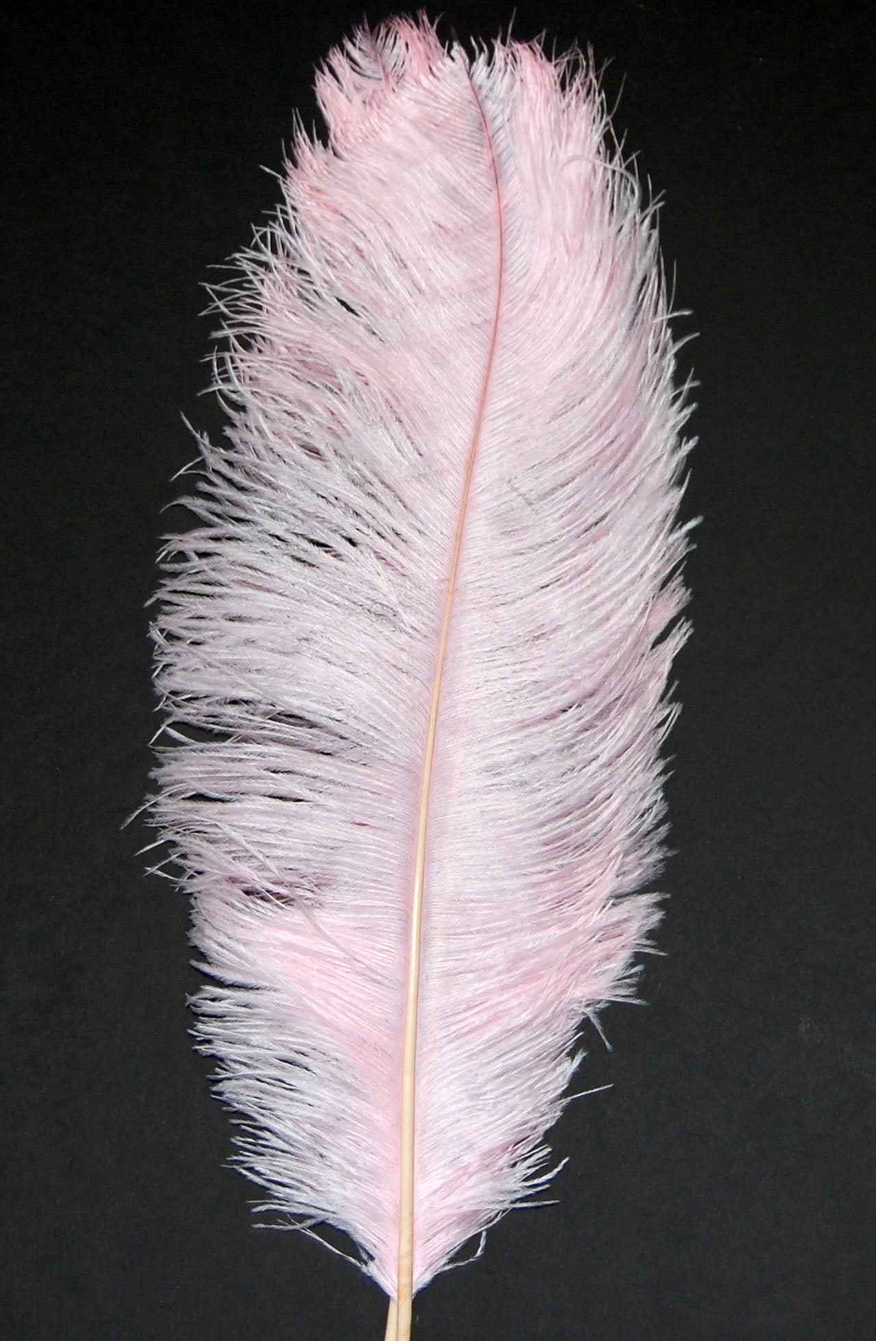 Ostrich Plumes 8-18"