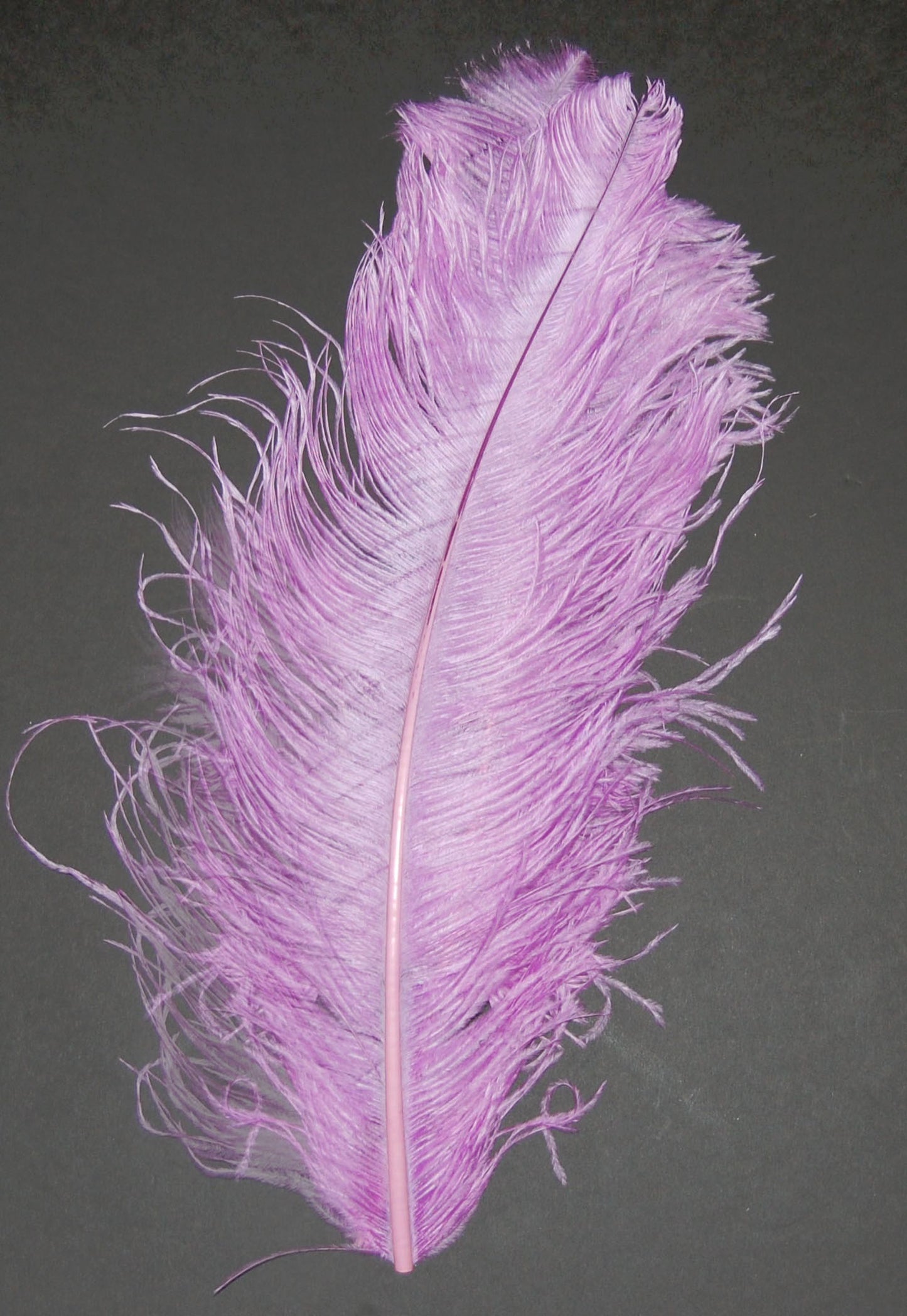 Ostrich Plumes 8-18"