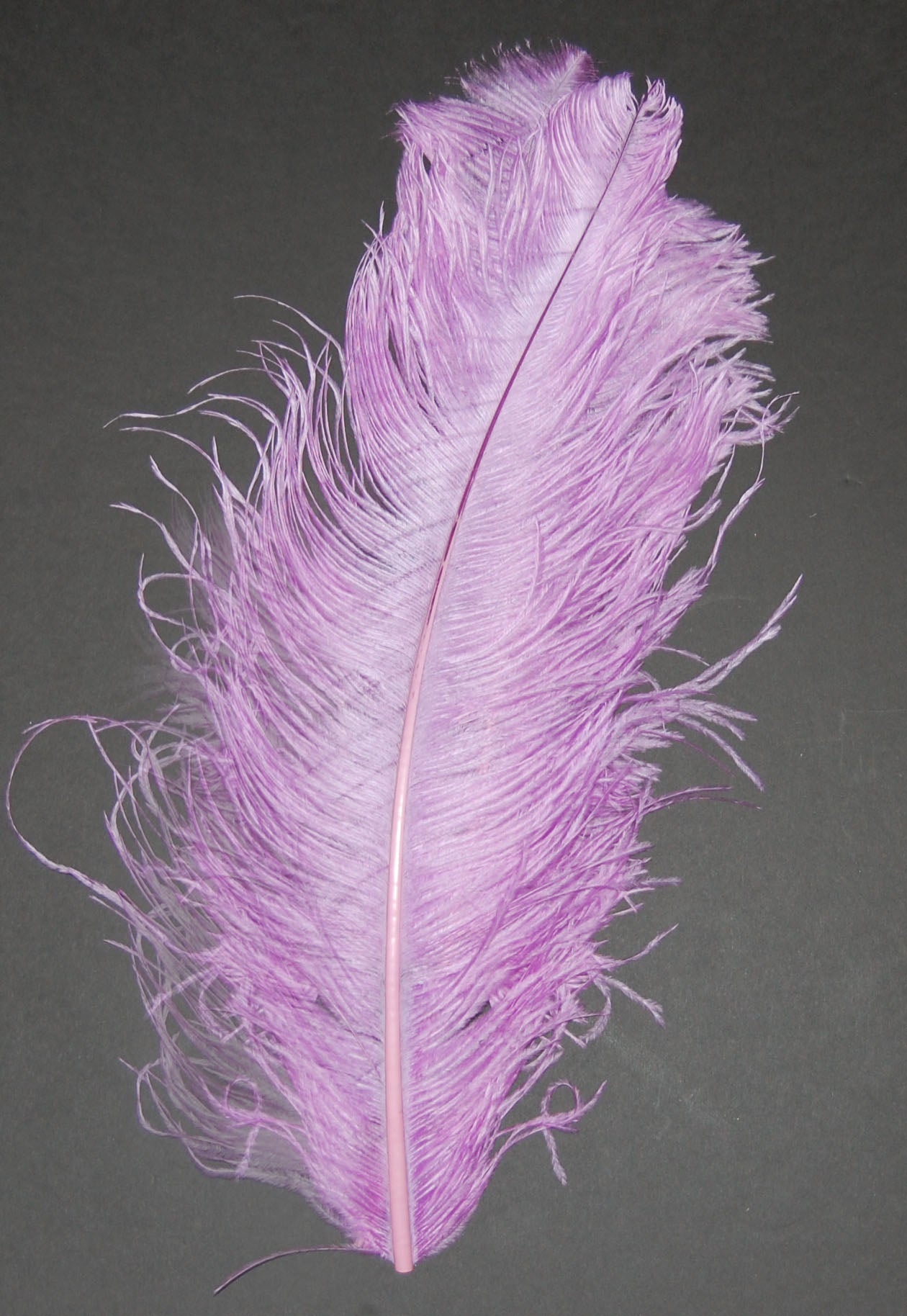 Ostrich Plumes 18"-23"