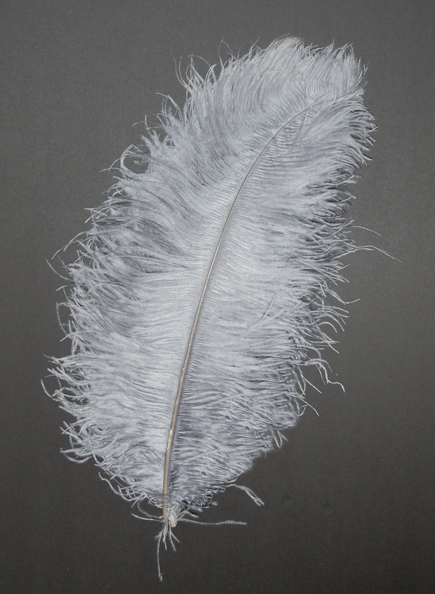 Ostrich Plumes 8-18"