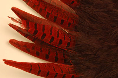 A red and maroon marabou fan with pheasant tail