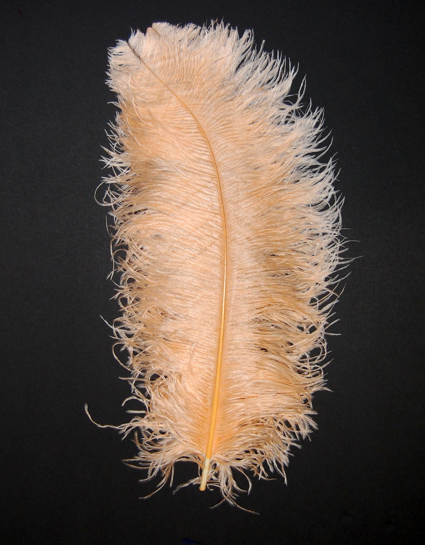 Ostrich Plumes 18"-23"