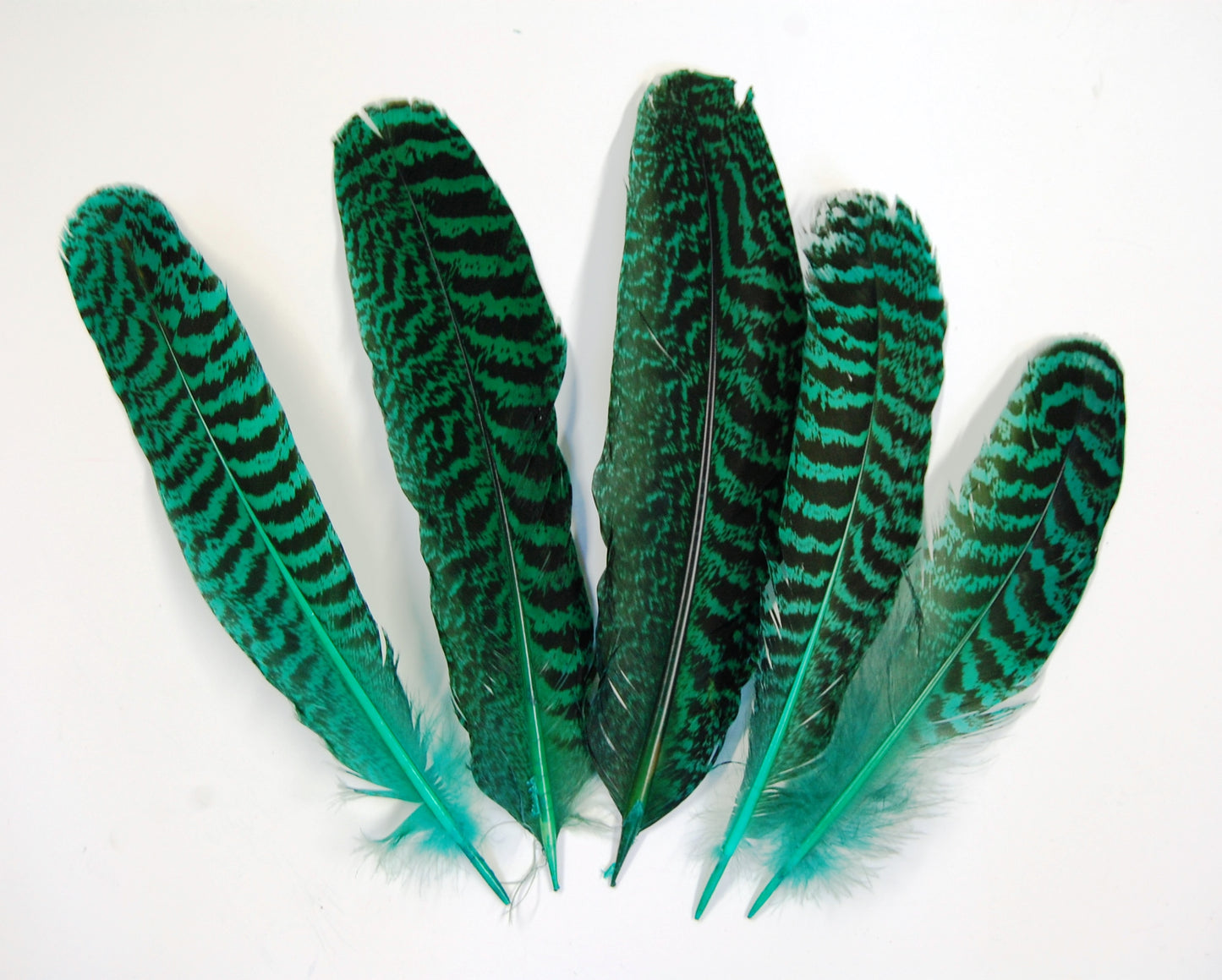 Peacock Quills