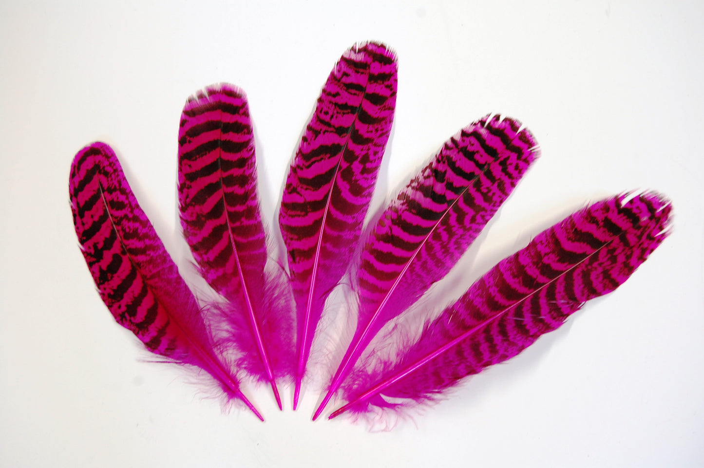 Peacock Quills