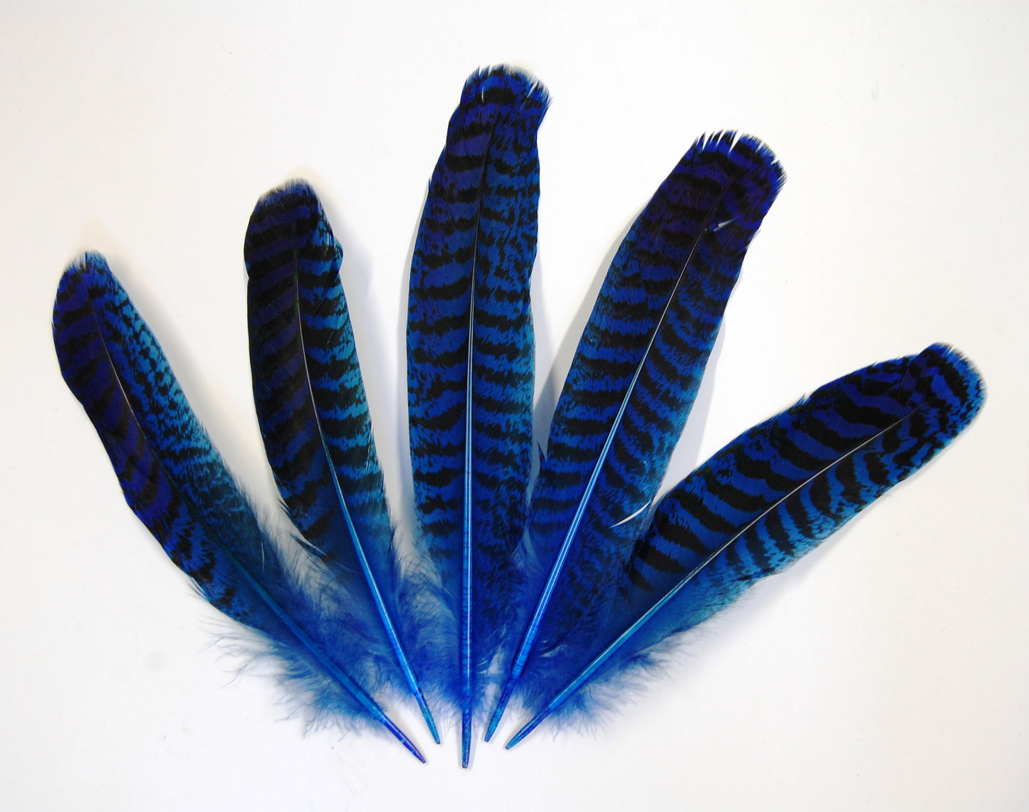 Peacock Quills