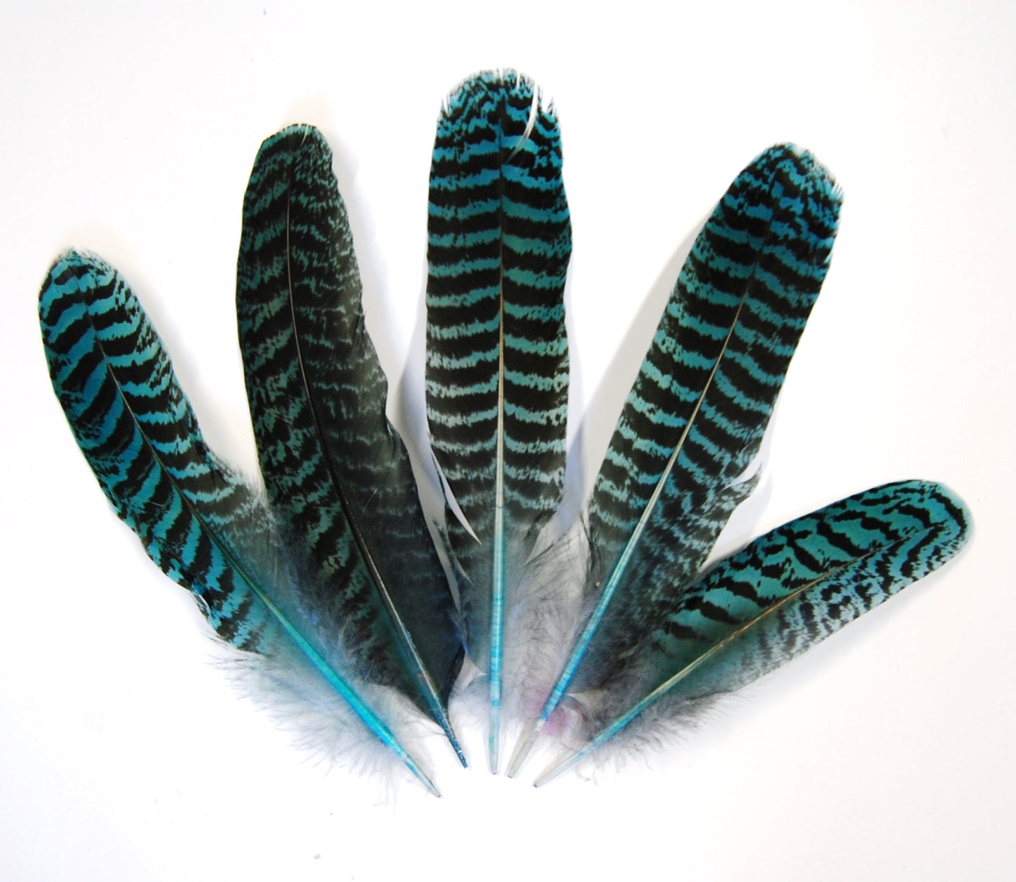 Peacock Quills