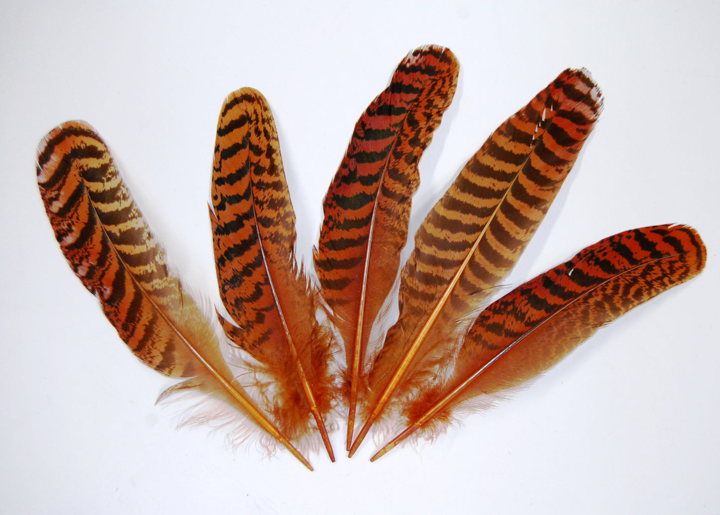 Peacock Quills