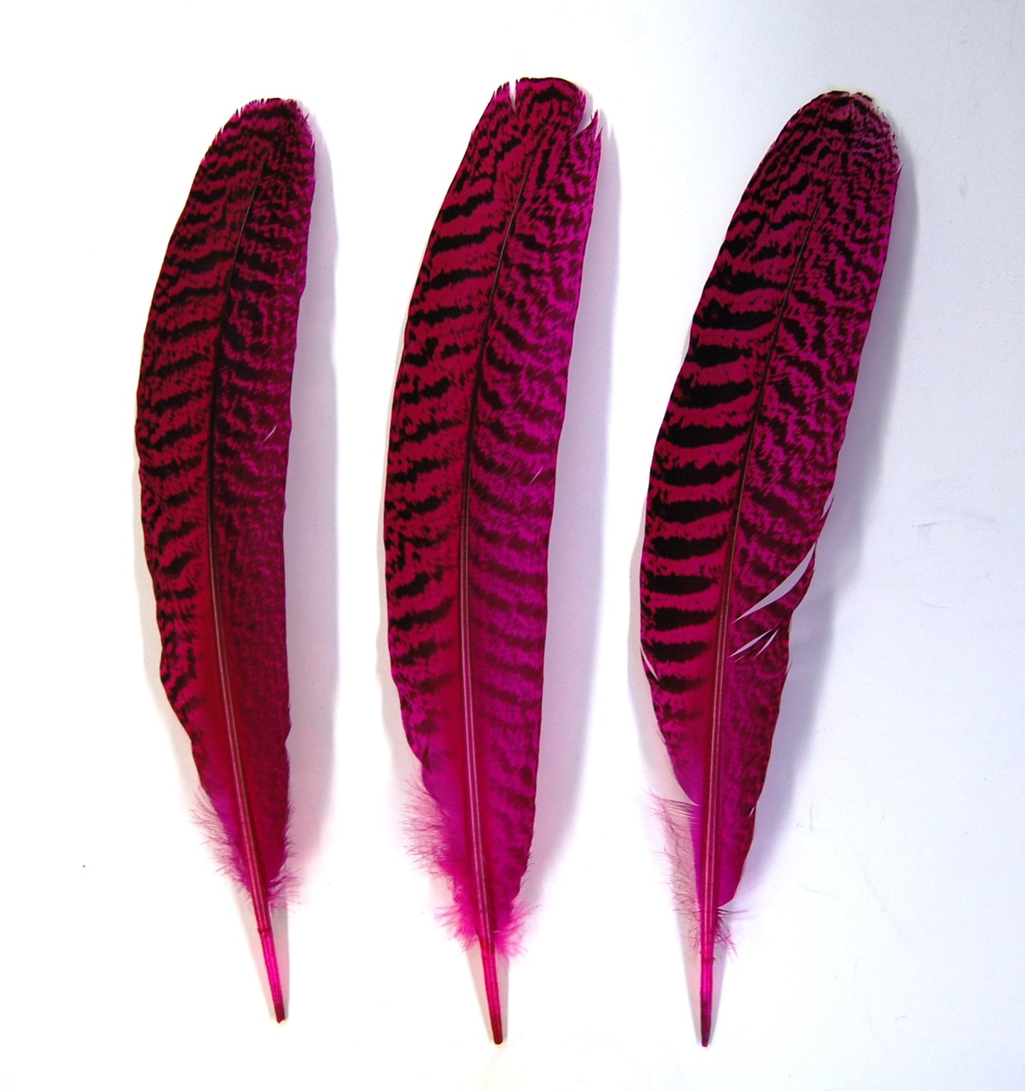 Peacock Quills