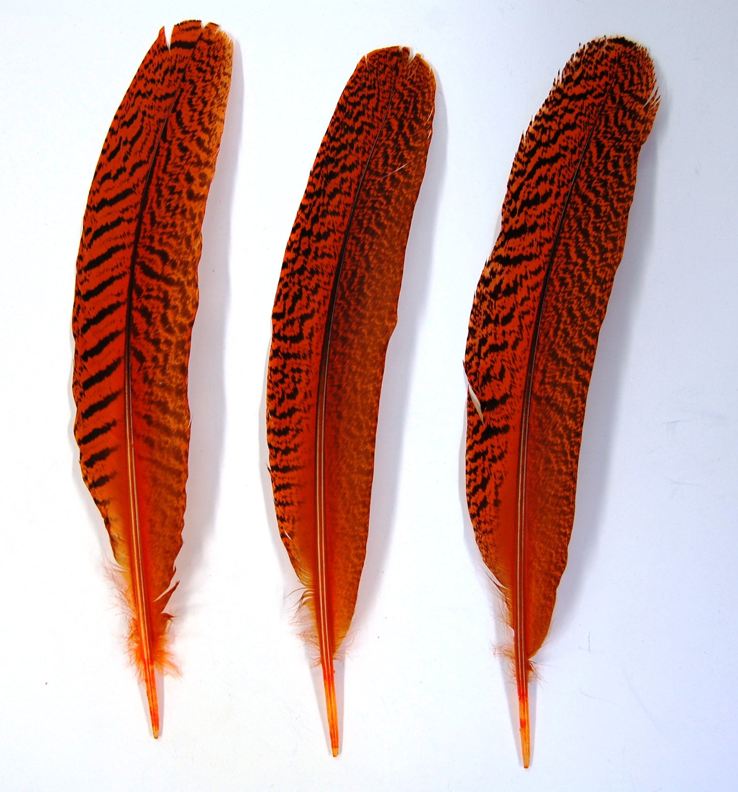 Peacock Quills