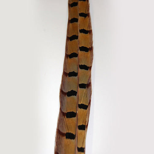 Parried Natural English Ringneck Pheasant Tails 20" and UP ( SOLD by PIECE )