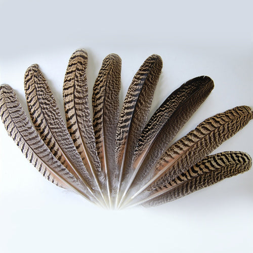 Peacock Quills(Per Piece)