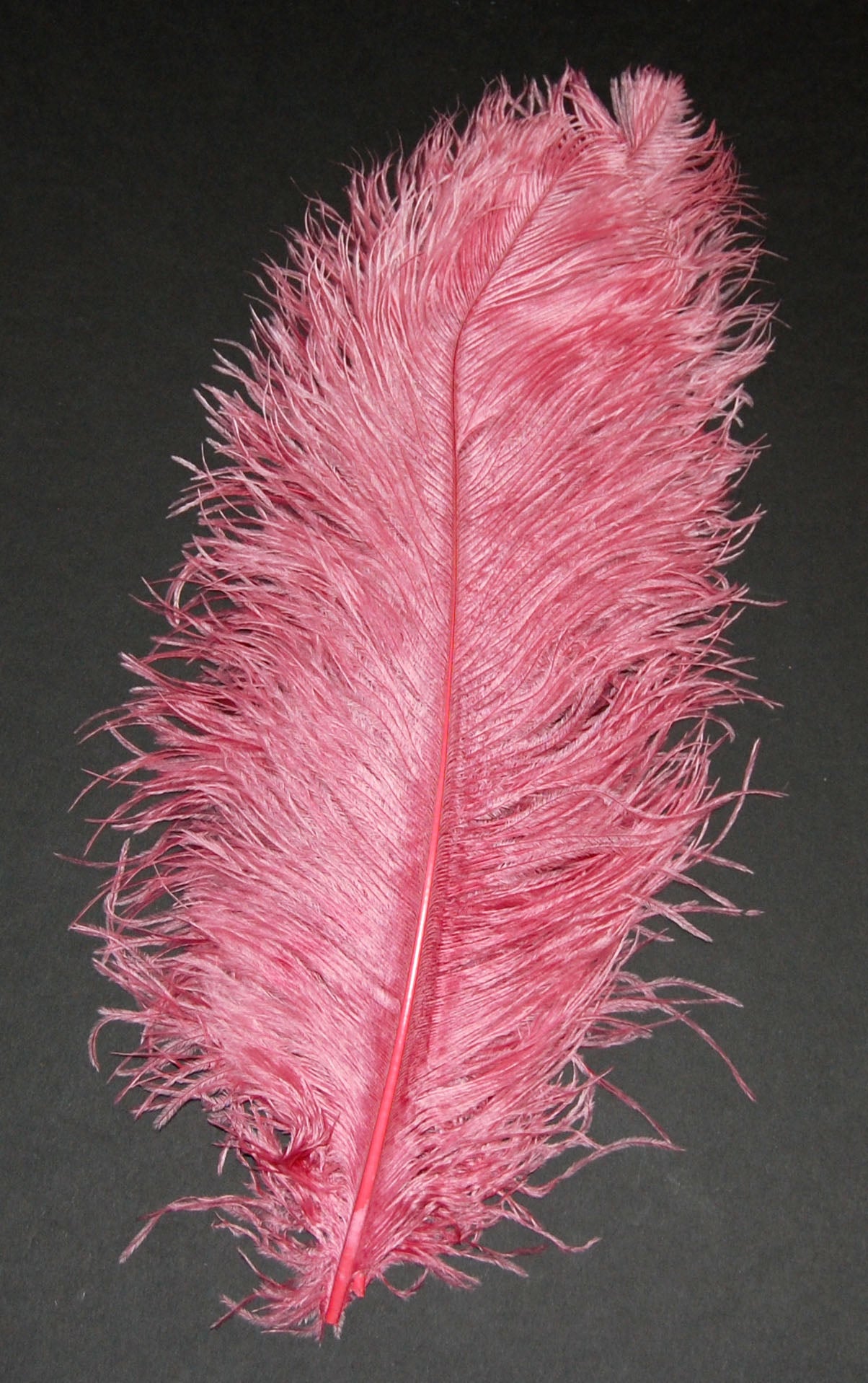 Ostrich Plumes 18"-23"