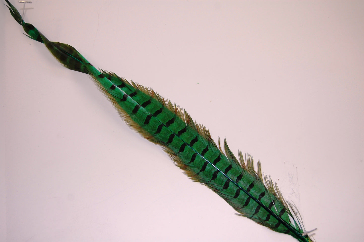 Parried English Ringneck Pheasant Tails 20-26"