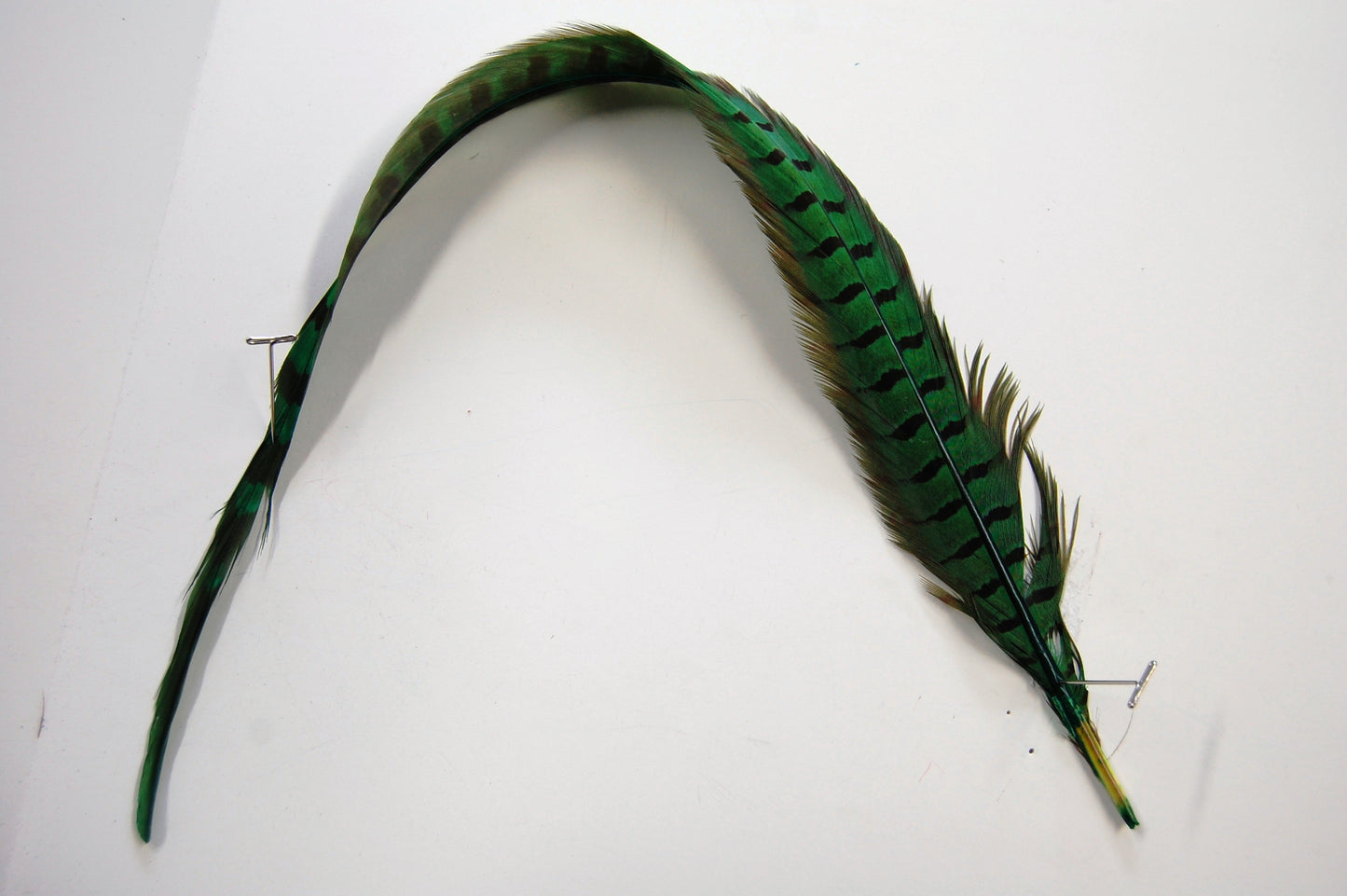 Parried English Ringneck Pheasant Tails 20-26"