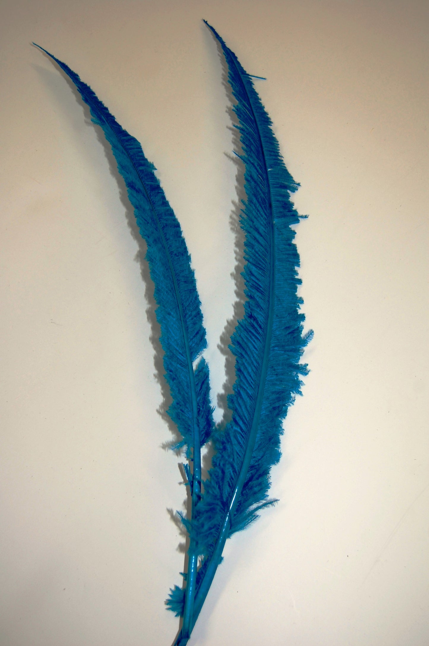 Ostrich Nandu 18"-24"