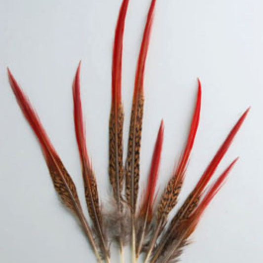 Golden Pheasant Tails Red Tip 4-12"