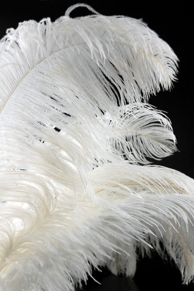 Ostrich Plumes 23-28"