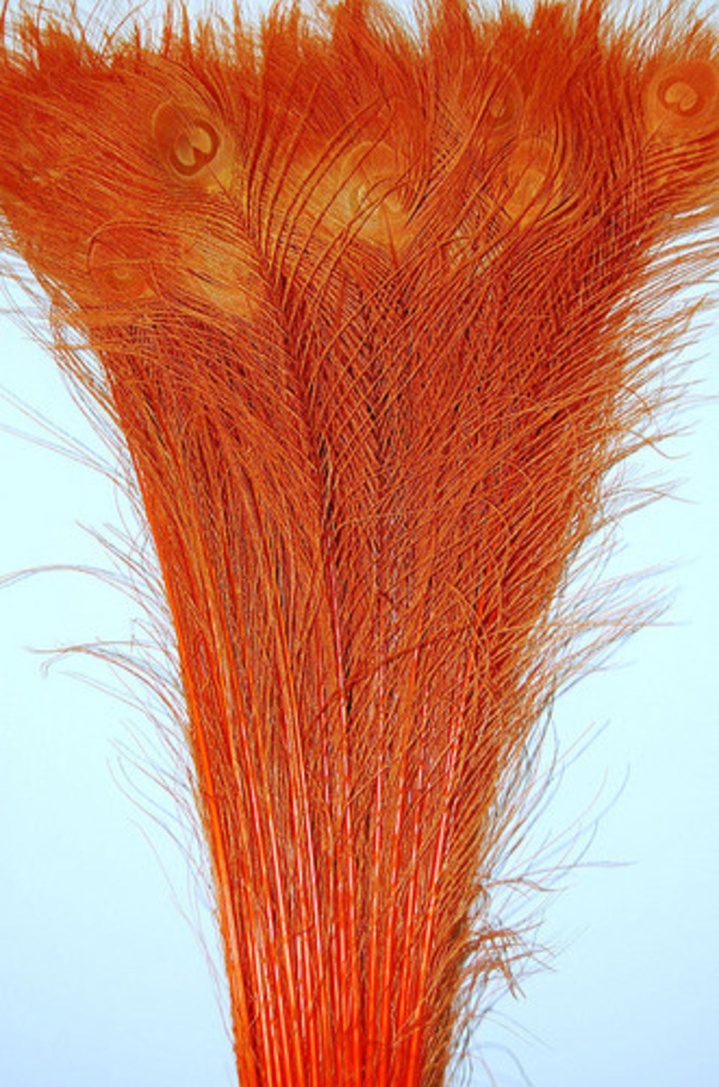 Peacock Tails Bleached 30-40"