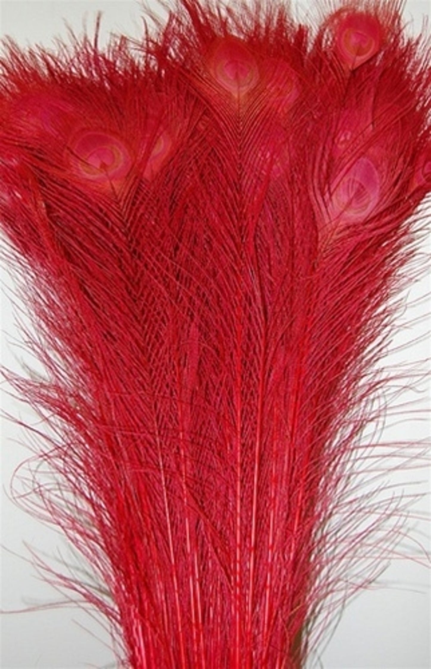 Peacock Tails Bleached 30-40"