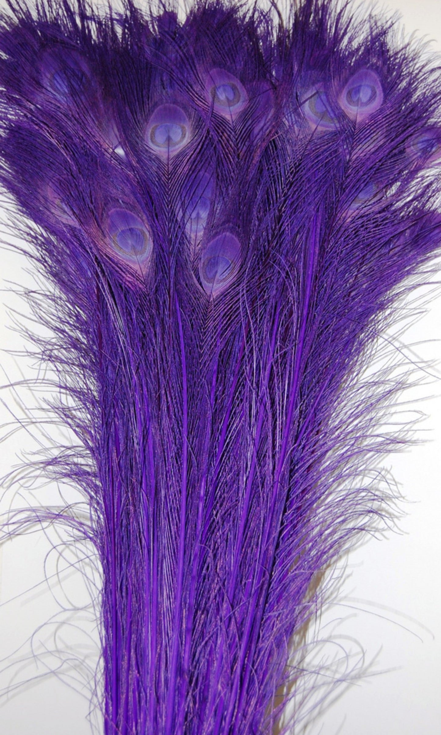 Peacock Tails Bleached 30-40"