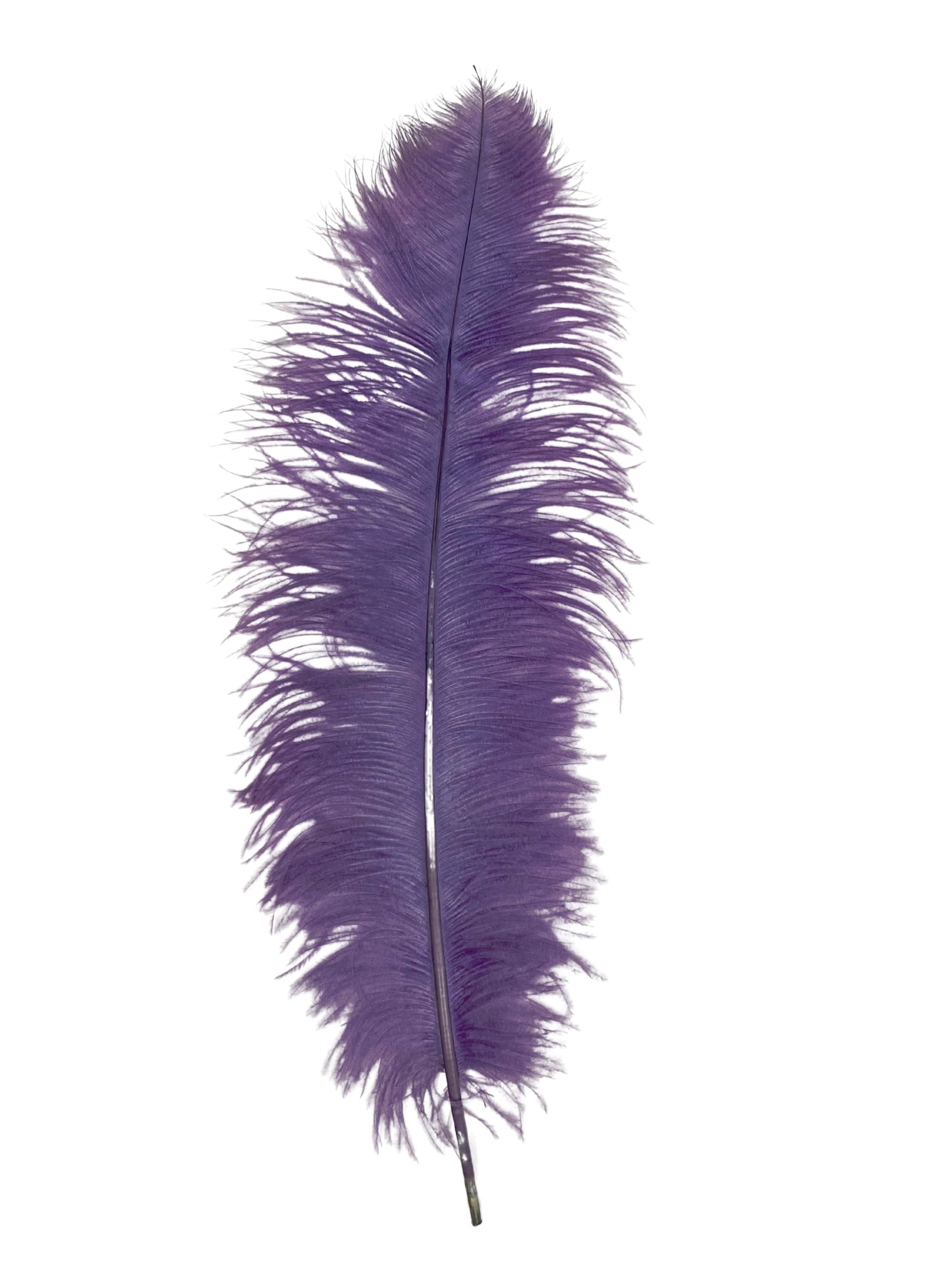 Ostrich Plumes 8-18"