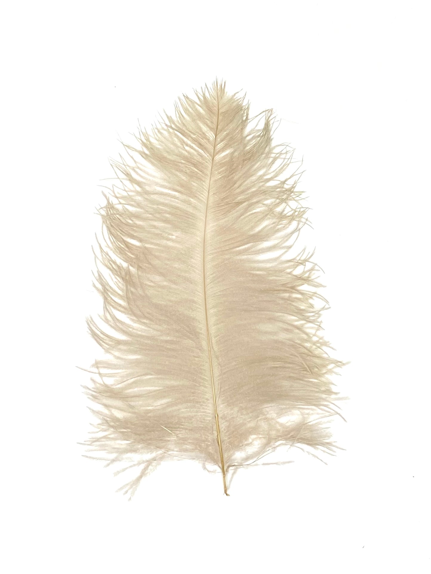 Ostrich Plumes 8-18"