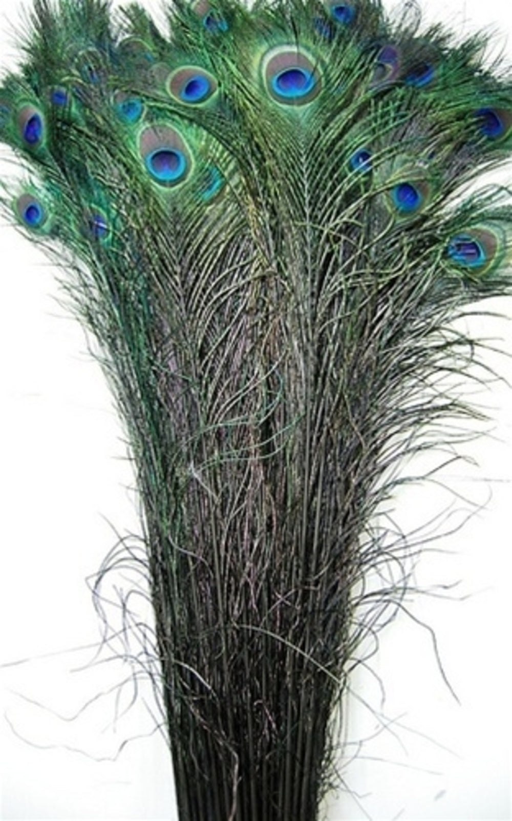 Peacock Feather Tails Dyed 30-45"