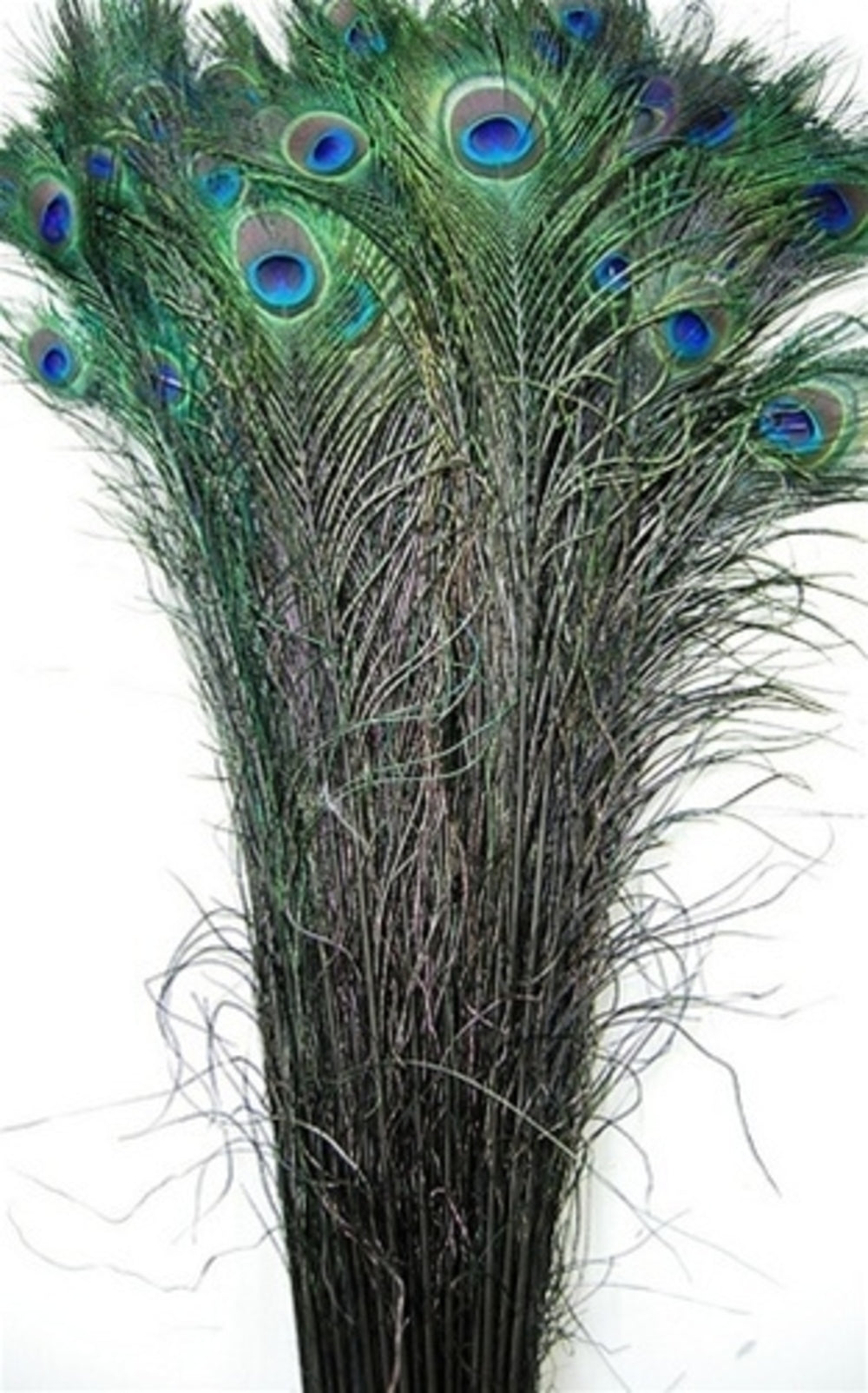 Peacock Tails Dyed 30-45"