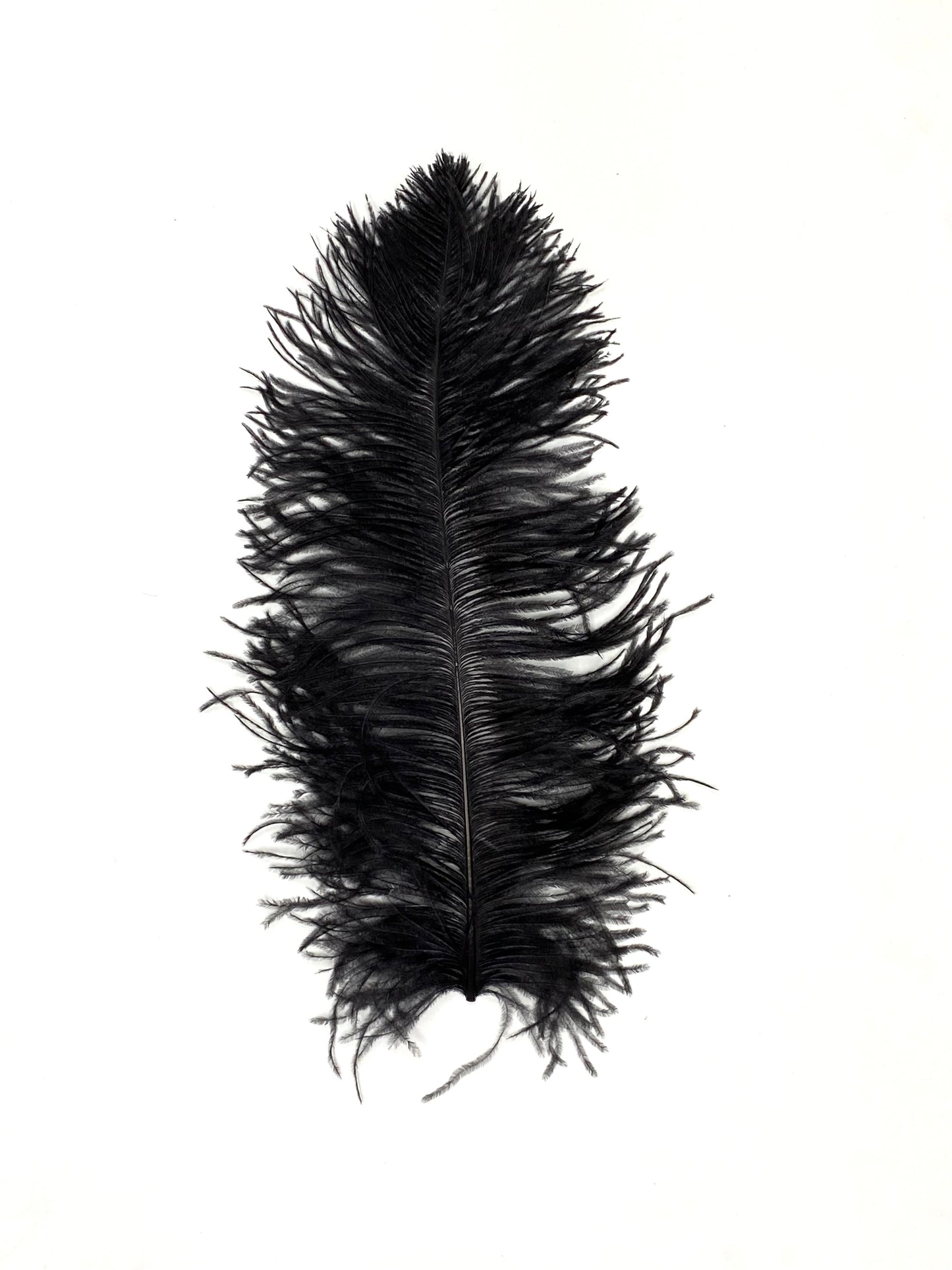 Ostrich Plumes 8-18"