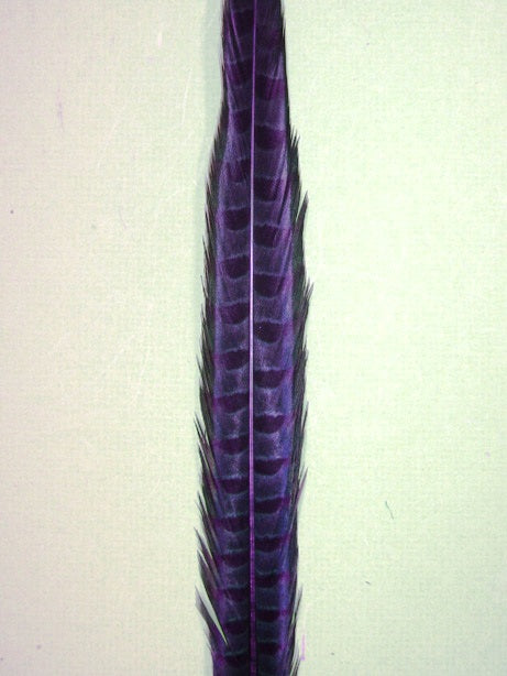 Parried English Ringneck Pheasant Tails 20-26"