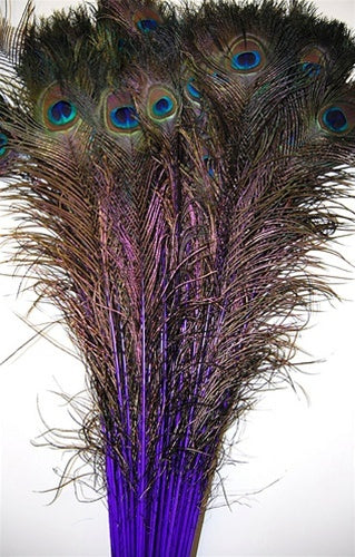 Peacock Feather Tails Dyed 30-45"
