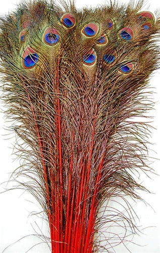 Peacock Feather Tails Dyed 30-45"