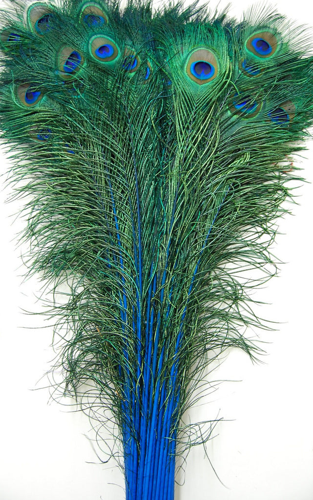 Peacock Feather Tails Dyed 30-45"