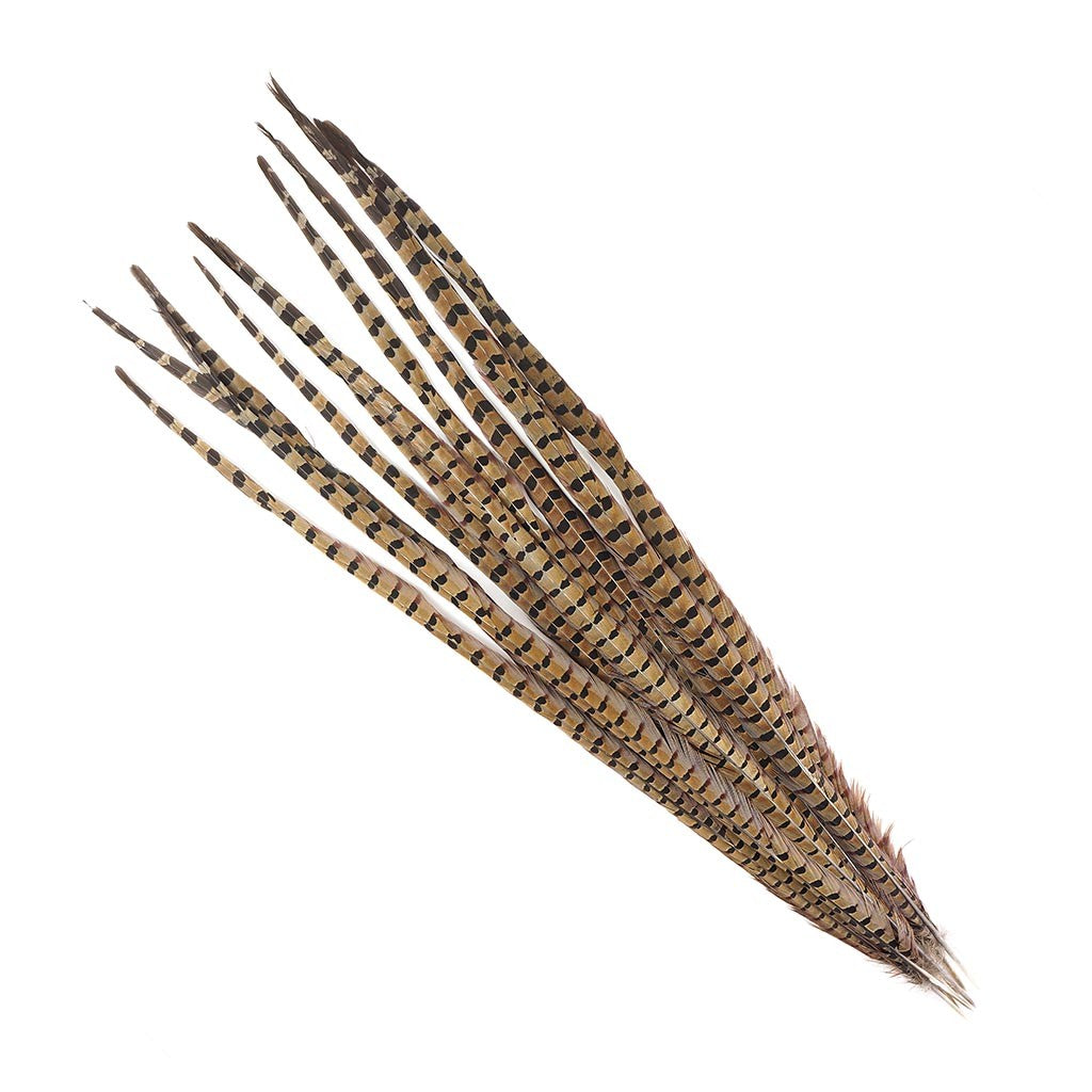 English Ringneck Pheasant Tails 6-28"