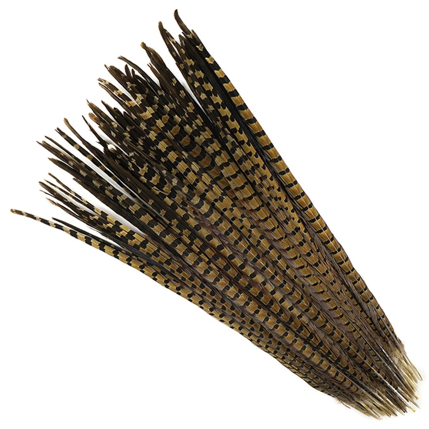 English Ringneck Pheasant Tails 6-28"