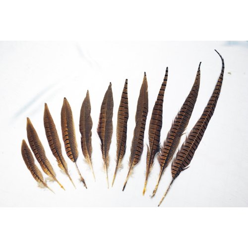 English Ringneck Pheasant Tails 6-28"