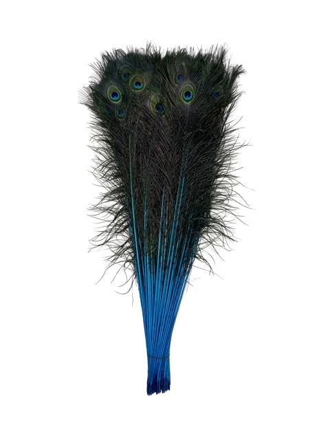 Peacock Feather Tails Dyed 30-45"