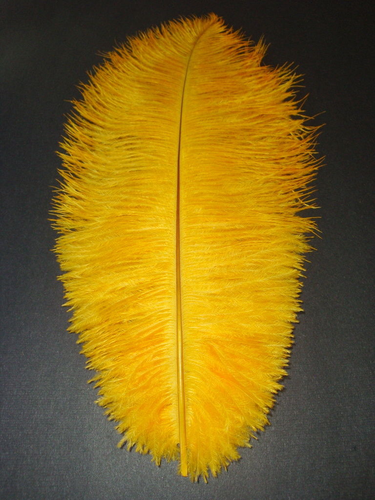 Ostrich Plumes 8-18"