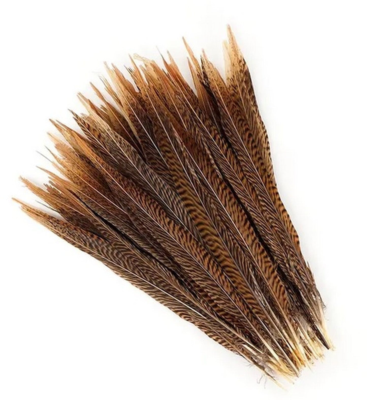 Golden Pheasant Tails 4-30"