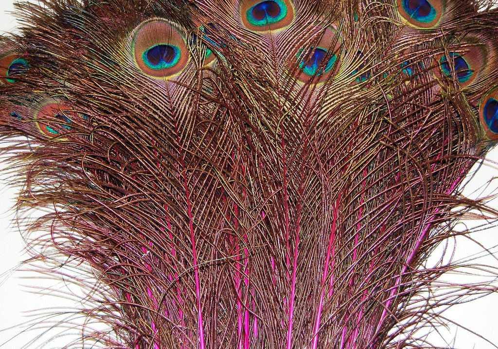 Peacock Feather Tails Dyed 30-45"
