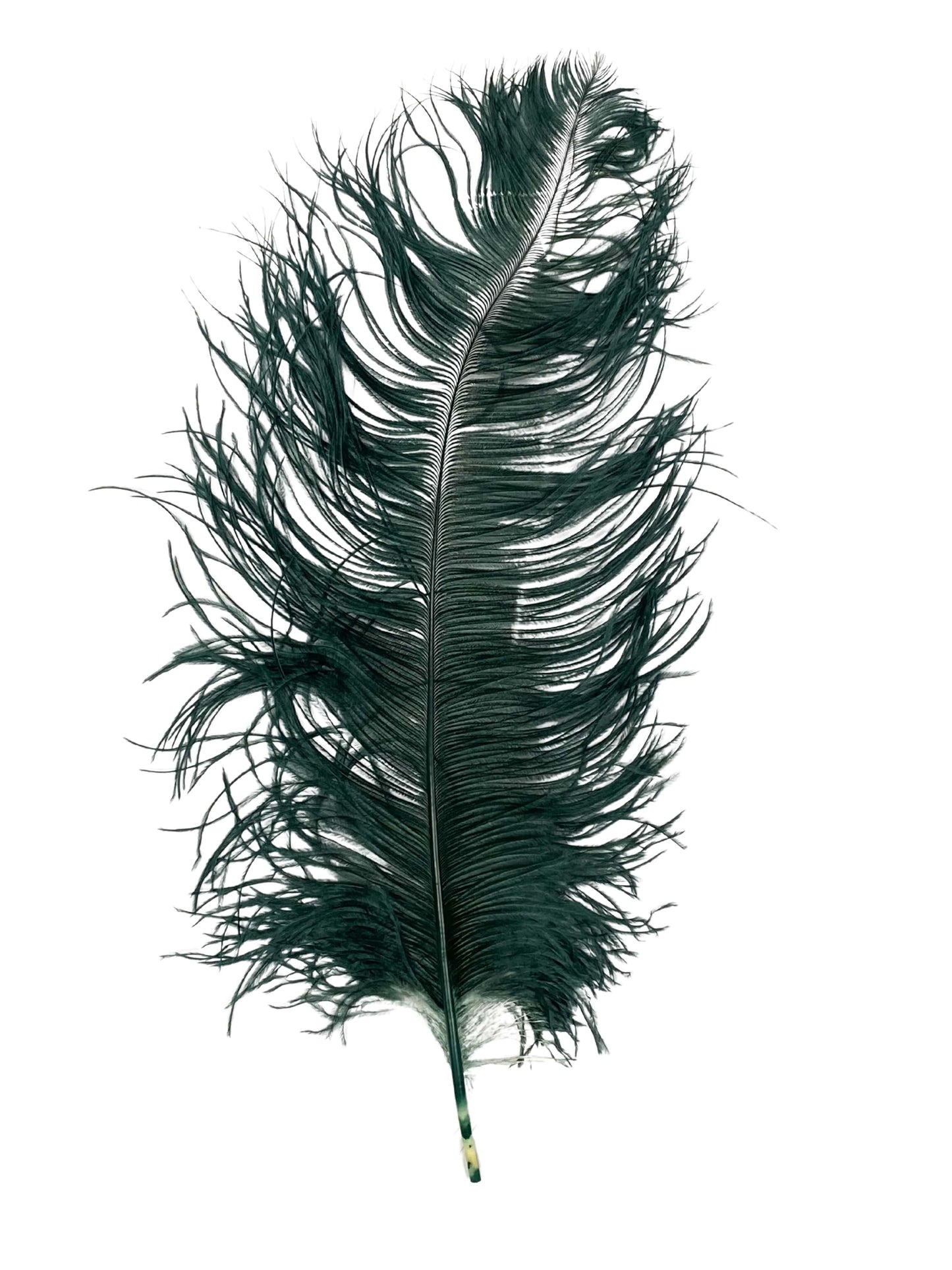 Ostrich  Plumes 18"-23"