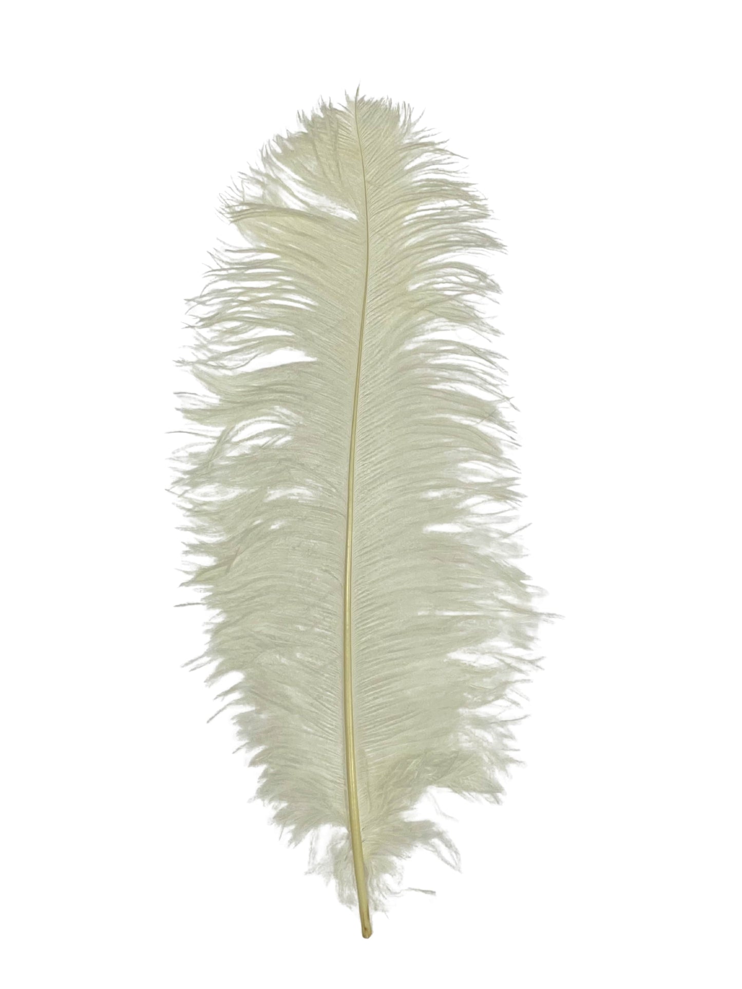 Ostrich  Plumes 18"-23"